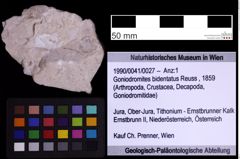 Foto (Objekt + Etiketten) von Goniodromites bidentatus (Reuss, 1859) (NHMW-GEO-1990-0041-0027)